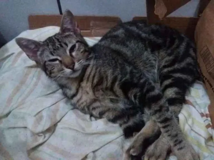 Gato raça Rajado idade 7 a 11 meses nome Riu