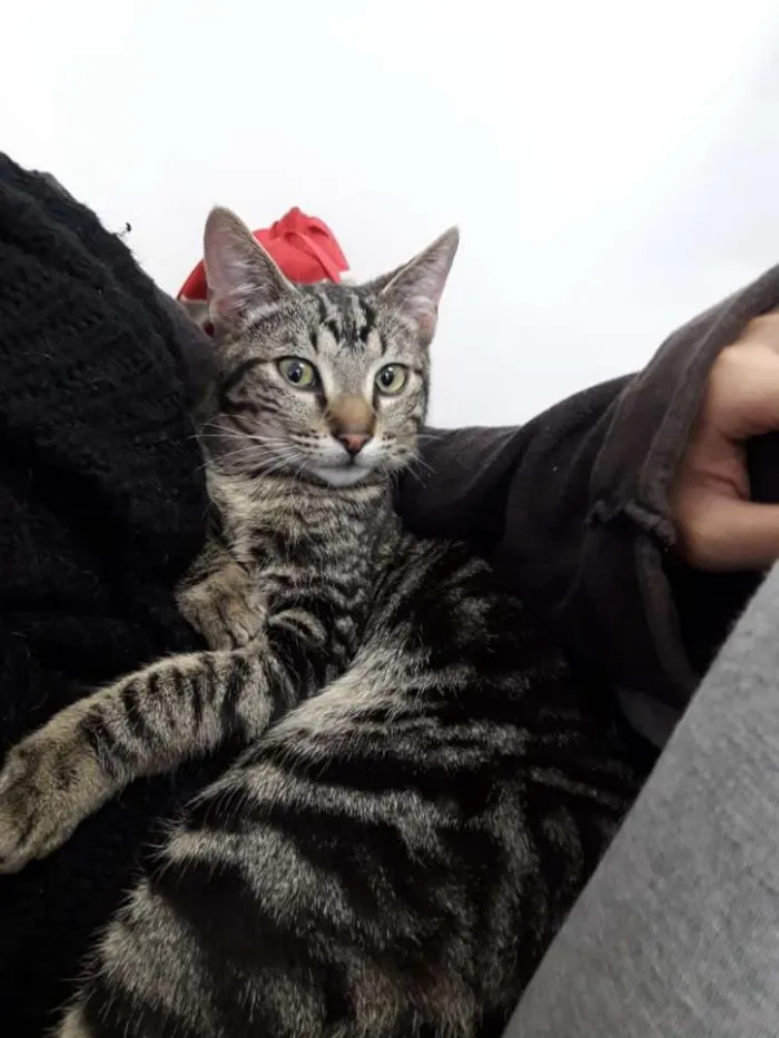 Gato raça Rajado idade 7 a 11 meses nome Riu