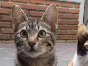 Gato raça Rajado idade 7 a 11 meses nome Ramiro