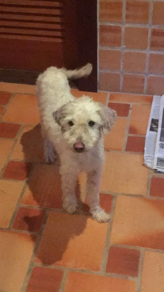 Cachorro raça Vira Lata  idade 2 anos nome Antonia 
