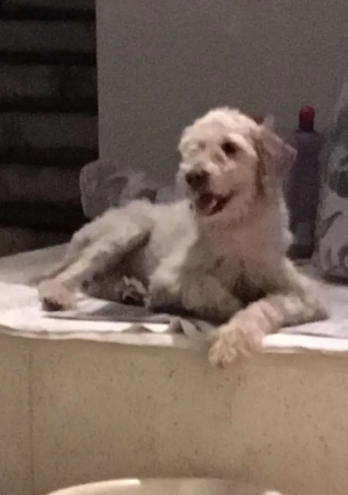 Cachorro raça Vira Lata  idade 2 anos nome Antonia 