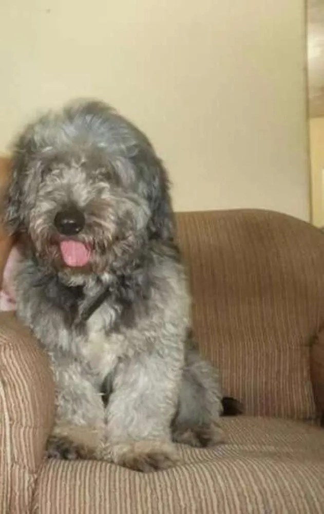 Cachorro raça Poodle médio idade 6 ou mais anos nome Bethoven