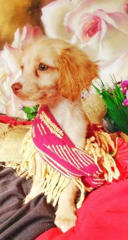 Cachorro raça indefinida idade 2 a 6 meses nome Raquel