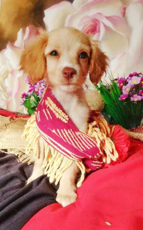 Cachorro raça indefinida idade 2 a 6 meses nome Raquel