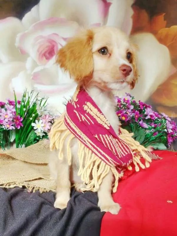 Cachorro raça indefinida idade 2 a 6 meses nome Raquel