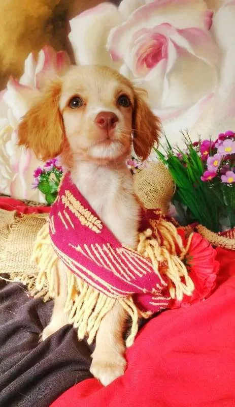 Cachorro raça indefinida idade 2 a 6 meses nome Raquel