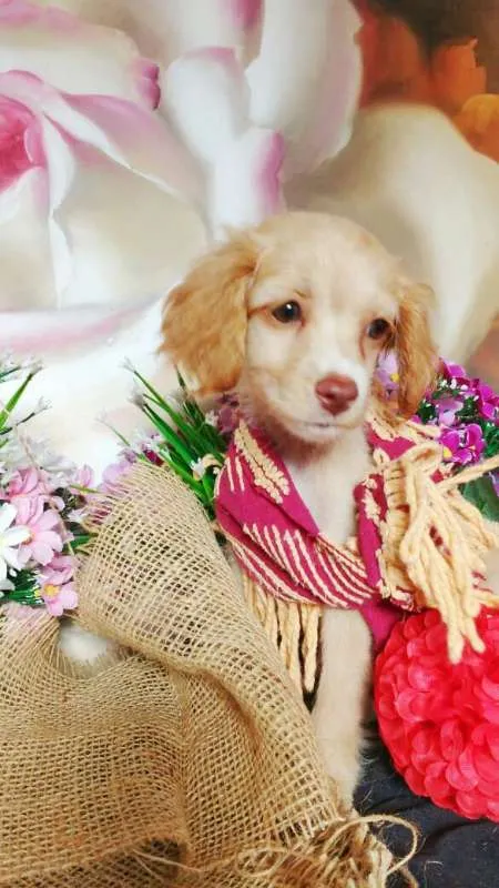 Cachorro raça indefinida idade 2 a 6 meses nome Raquel