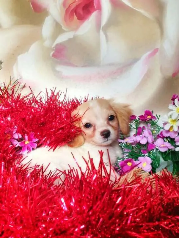 Cachorro raça indefinida idade 2 a 6 meses nome Ruth