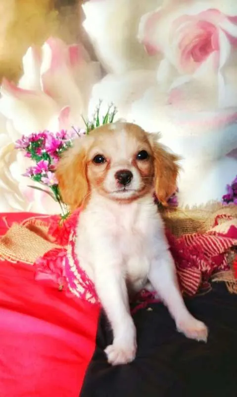 Cachorro raça indefinida idade 2 a 6 meses nome Ruth