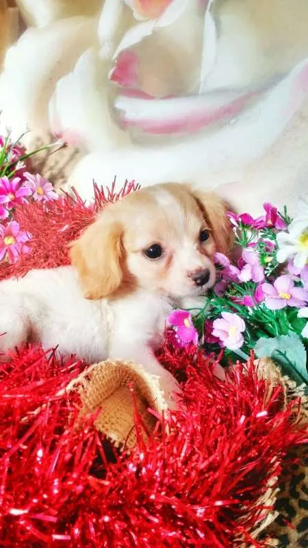 Cachorro raça indefinida idade 2 a 6 meses nome Ruth