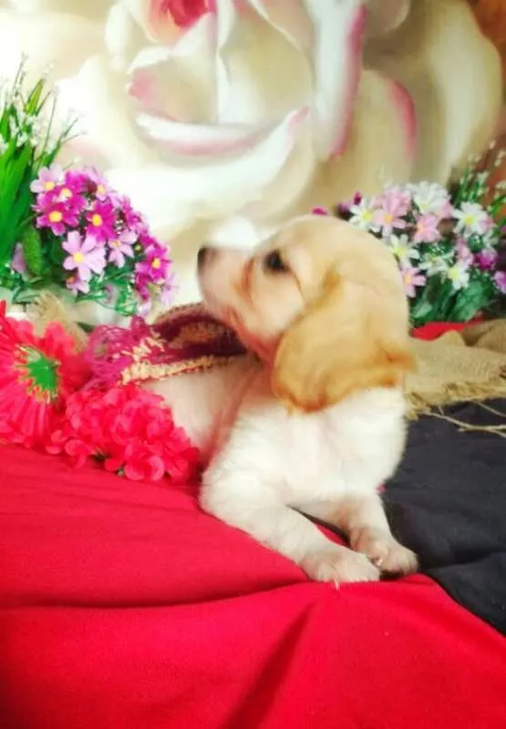 Cachorro raça indefinida idade 2 a 6 meses nome Ruth