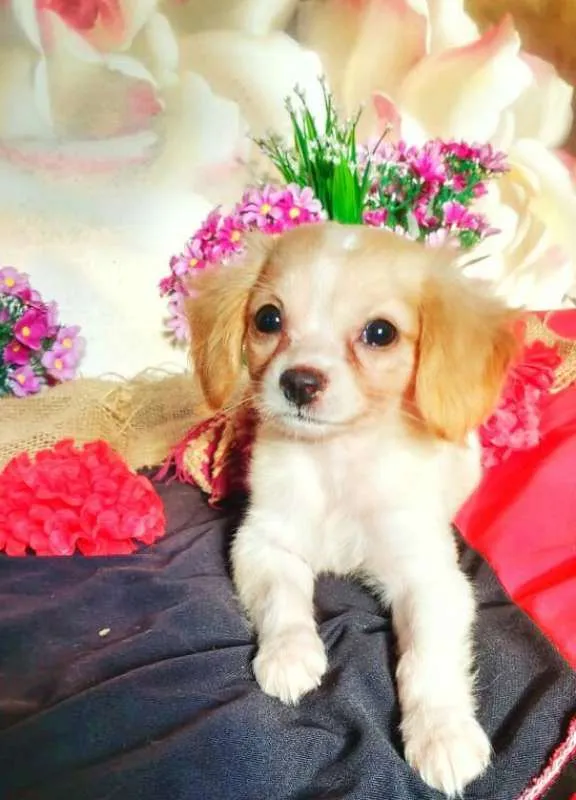 Cachorro raça indefinida idade 2 a 6 meses nome Ruth