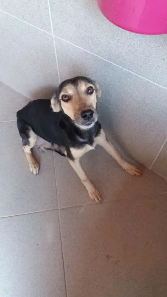 Cachorro ra a Vira lata idade 3 anos nome Belinha