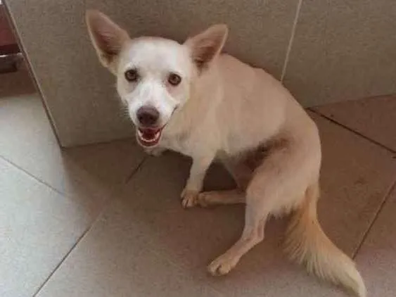 Cachorro ra a Vira lata idade 2 a 6 meses nome Rubi