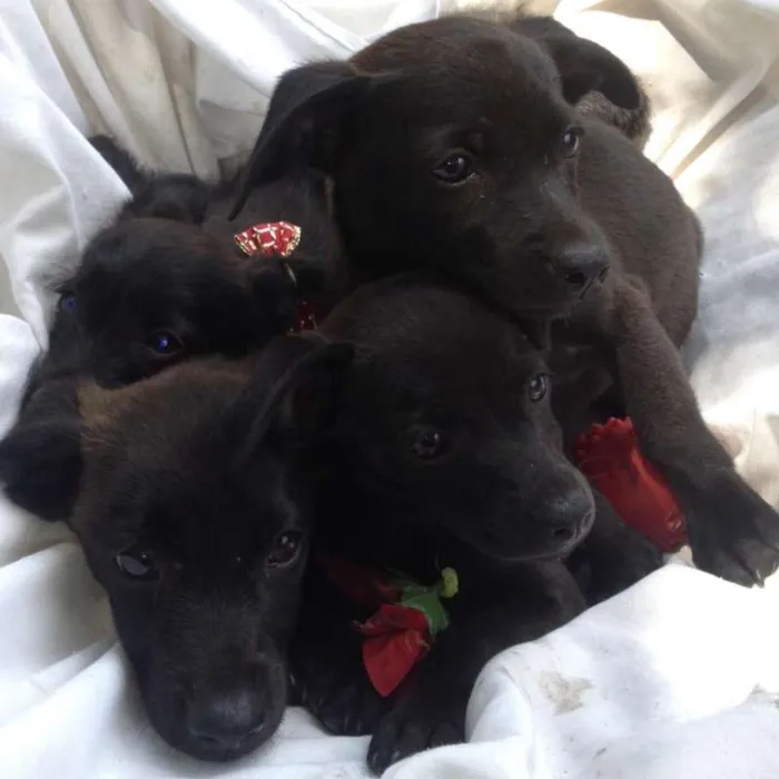 Cachorro raça SRD idade 2 a 6 meses nome Filhotes 
