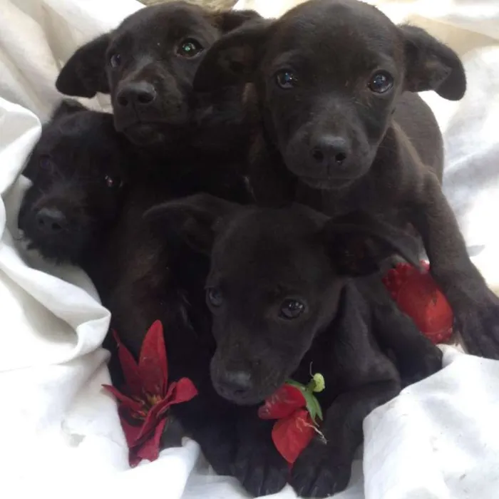 Cachorro raça SRD idade 2 a 6 meses nome Filhotes 