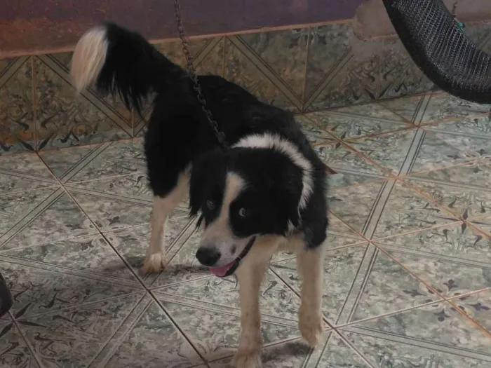 Cachorro raça Border collie idade 4 anos nome Panda