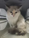 NINA