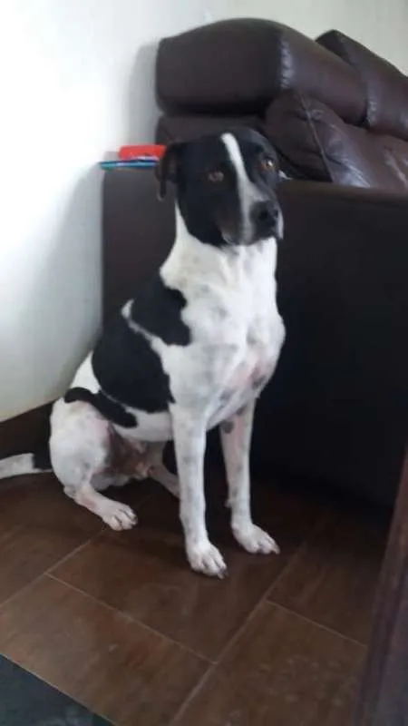 Cachorro ra a SRD idade 3 anos nome Ozzy