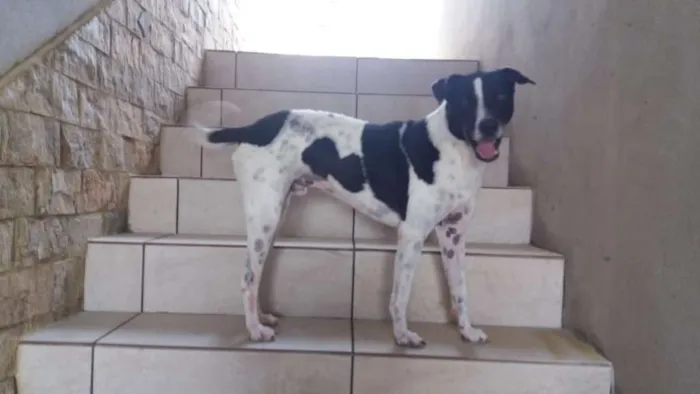 Cachorro ra a SRD idade 3 anos nome Ozzy