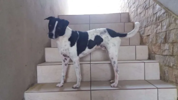 Cachorro ra a SRD idade 3 anos nome Ozzy