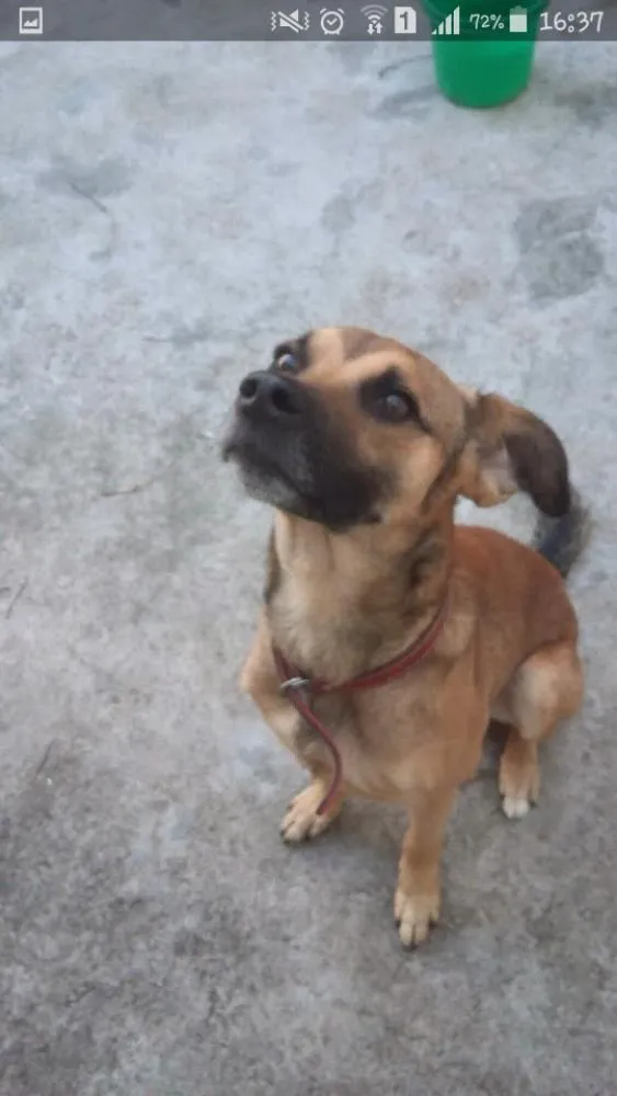 Cachorro ra a SRD idade 3 anos nome Chuvisco