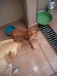 rabicó