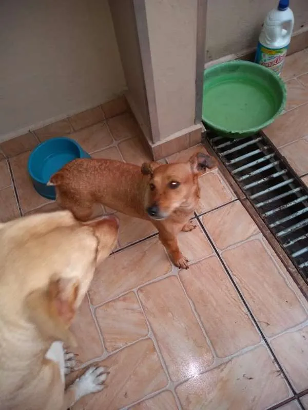 Cachorro ra a SRD idade 3 anos nome rabicó