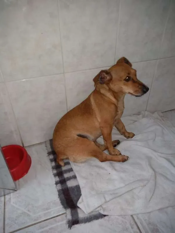 Cachorro ra a SRD idade 3 anos nome rabicó