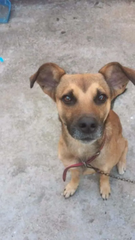 Cachorro ra a SRD idade 3 anos nome Chuvisco