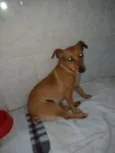 rabicó