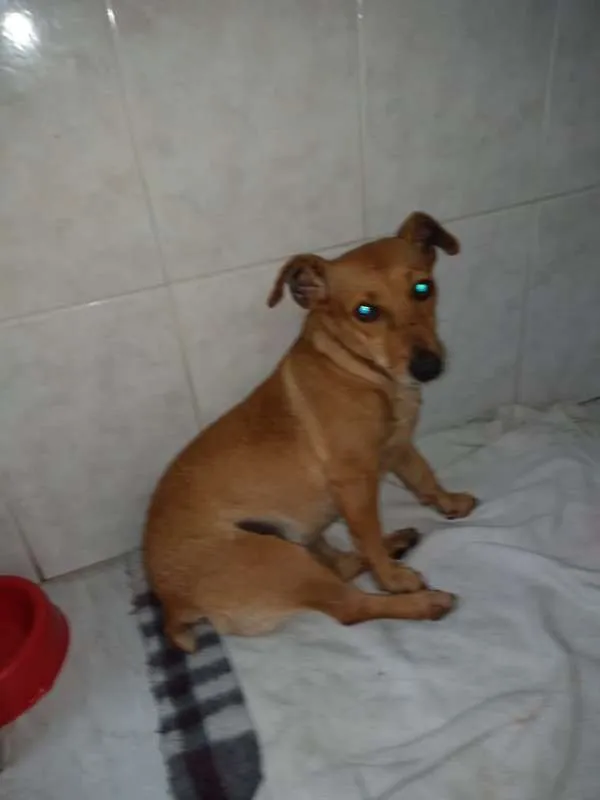 Cachorro ra a SRD idade 3 anos nome rabicó