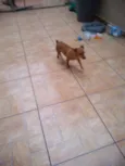 rabicó