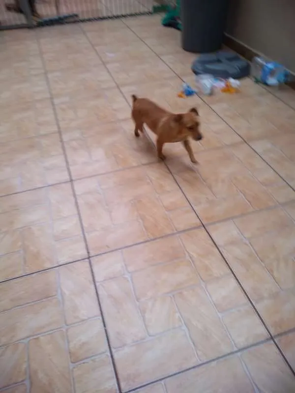 Cachorro ra a SRD idade 3 anos nome rabicó