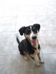 Igor