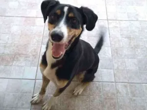 Cachorro raça Mestiço de Dobermann idade 2 anos nome Igor