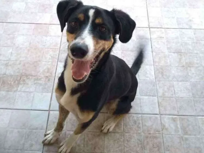 Cachorro ra a Mestiço de Dobermann idade 2 anos nome Igor