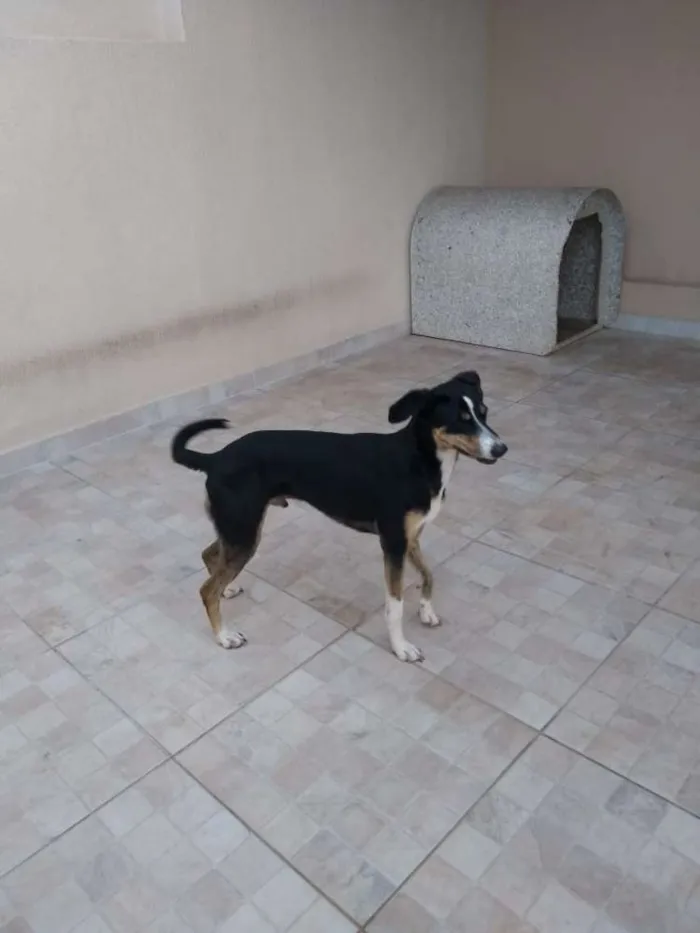 Cachorro ra a Mestiço de Dobermann idade 2 anos nome Igor