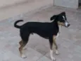 Igor