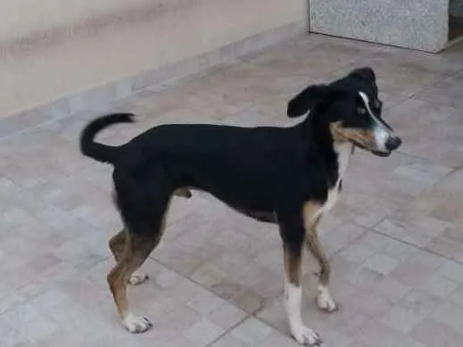 Cachorro ra a Mestiço de Dobermann idade 2 anos nome Igor