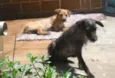Scooby e Biscuit