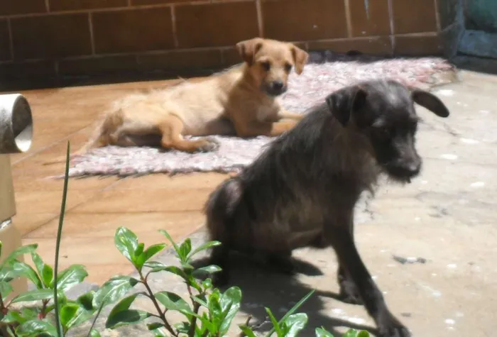 Cachorro ra a vira-lata idade 7 a 11 meses nome Scooby e Biscuit