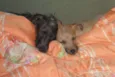 Scooby e Biscuit