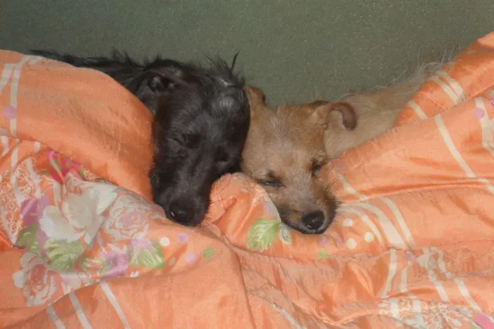 Cachorro ra a vira-lata idade 7 a 11 meses nome Scooby e Biscuit