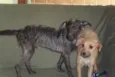 Scooby e Biscuit