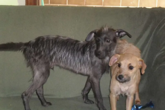 Cachorro ra a vira-lata idade 7 a 11 meses nome Scooby e Biscuit