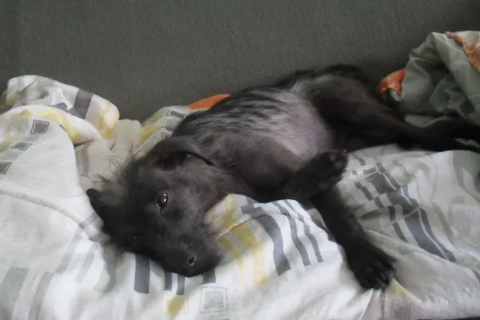 Cachorro ra a vira-lata idade 7 a 11 meses nome Scooby e Biscuit