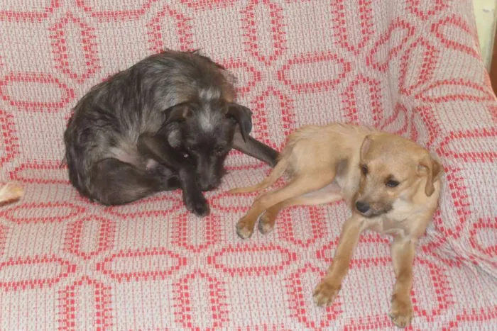 Cachorro ra a vira-lata idade 7 a 11 meses nome Scooby e Biscuit