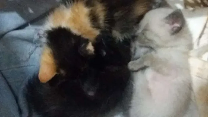 Gato raça Vira lata idade Abaixo de 2 meses nome Não tem nomes