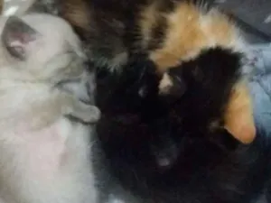 Gato raça Vira lata idade Abaixo de 2 meses nome Não tem nomes